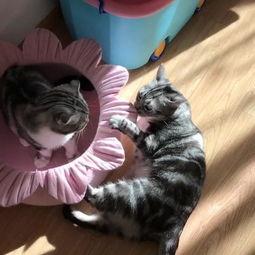 吃瓜学妹猫,揭秘校园里的“猫界网红”