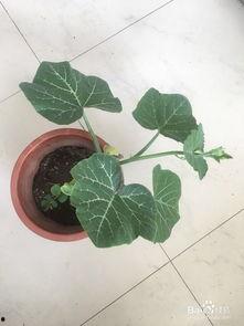 爬上窗台吃瓜,一场别开生面的高空“吃瓜”奇遇