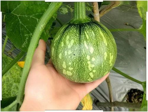 小粟子吃瓜,揭秘娱乐圈那些不为人知的幕后故事