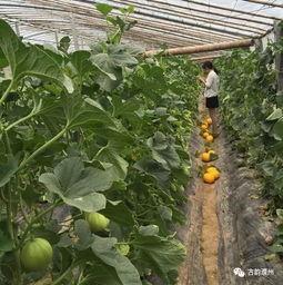 河南濮阳范县吃瓜,瓜果飘香，品味田园生活