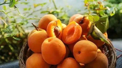 杏子吃瓜,探寻夏日果香之旅