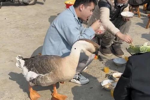 给大鹅吃瓜,瓜果飘香，共享夏日清凉