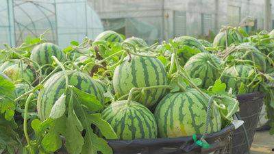 新乡吃瓜的视频