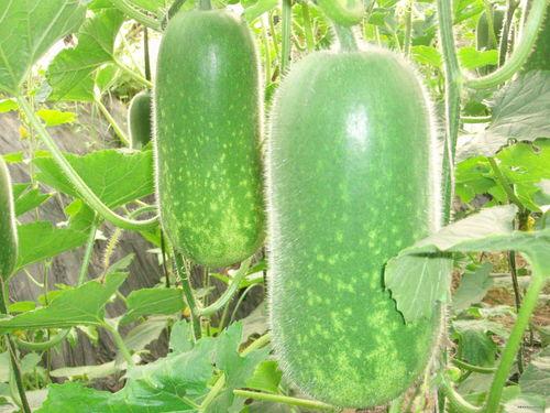 西洋瓜怎样吃减肥,轻松享瘦的秘密武器