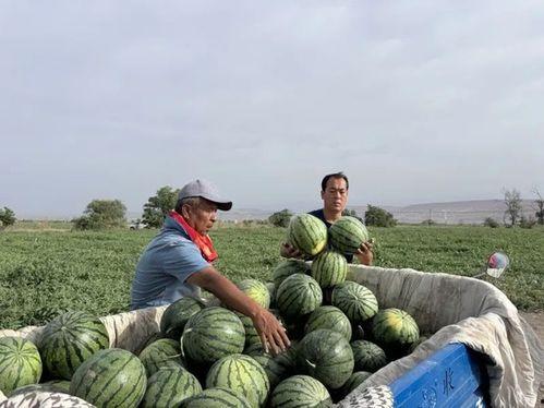 广西钢铁员工吃瓜,共享瓜果时光，共度欢乐时光