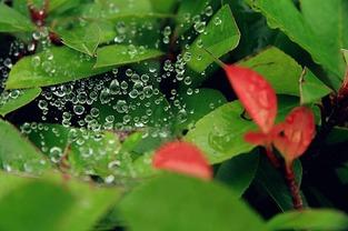 小暑至吃瓜视频,跟随吃瓜视频感受夏日清凉